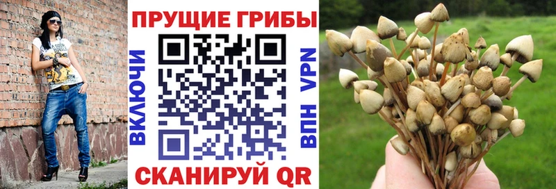 наркотики  Вязники  Галлюциногенные грибы Psilocybe 